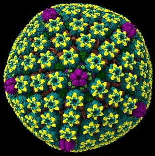 NRL of Herpes and oncogenic viruses