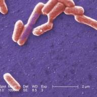 NRL of Enteric infections, pathogenic cocci and diphtheria 