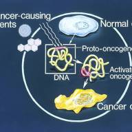 NRL Cell cultures and rickettsia