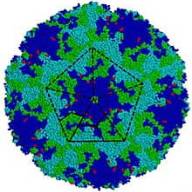 NRL Enteroviruses